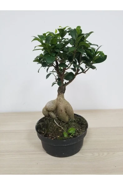 Bonsai ürün görseli 1