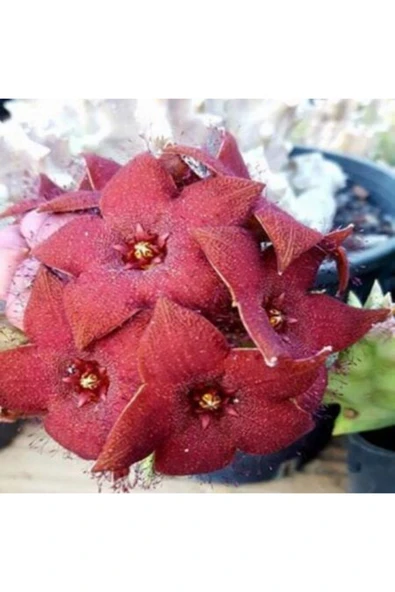 Leş Kaktüsü 10 Cm - Resim 2