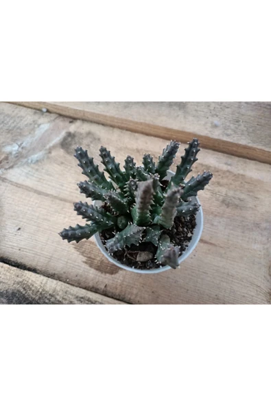 Stapelia Orbea(leş Kaktüs) 8.5cm ürün görseli