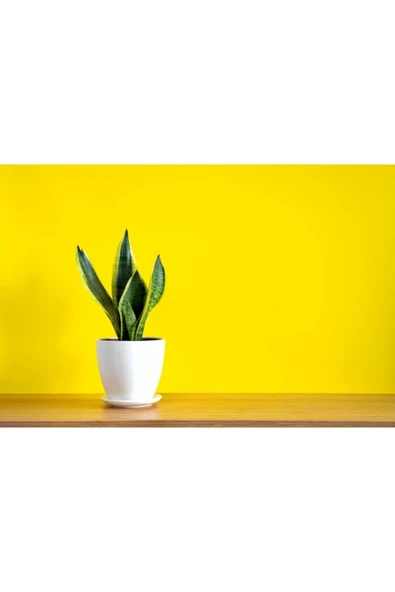 Porselen Saksıda Paşa Kılıcı ürün görseli