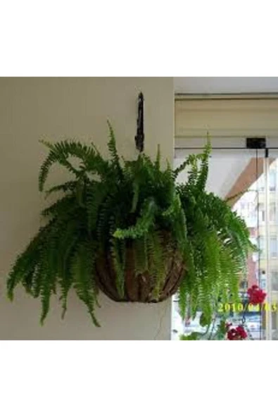 13 Litre Aşk Merdiveni Bitkisi Ekim ve Bakım Torfu - Resim 2