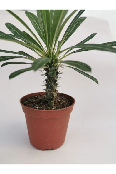 Madagaskar Palmiyesi - 4