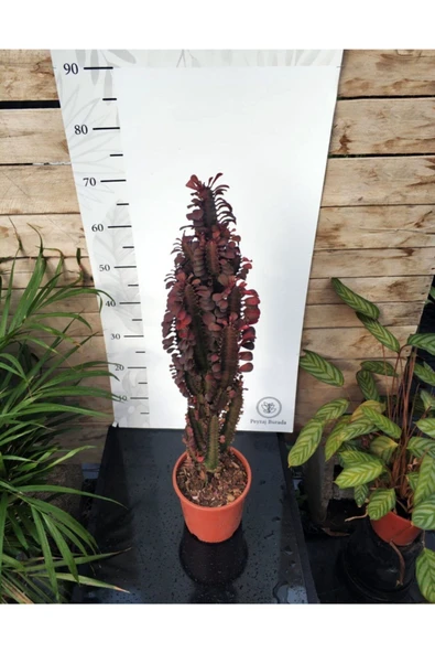 Euphorbia Trigona "rubra" Xl - Resim 5