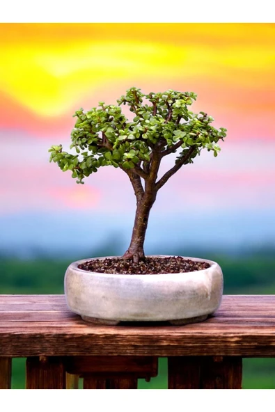 Bonsai saksısı ( Bonsai Hediyeli) ürün görseli