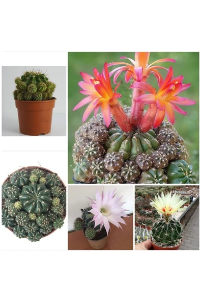 3 Çeşit Çiçek Açan 3 Adet Kaktüs ürün görseli