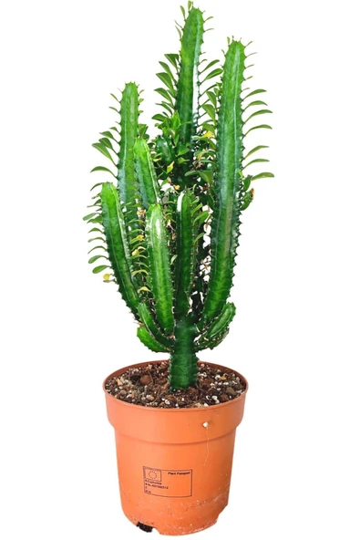 Yeşil Süt Ağacı Kaktüs - Euphorbia Trigona