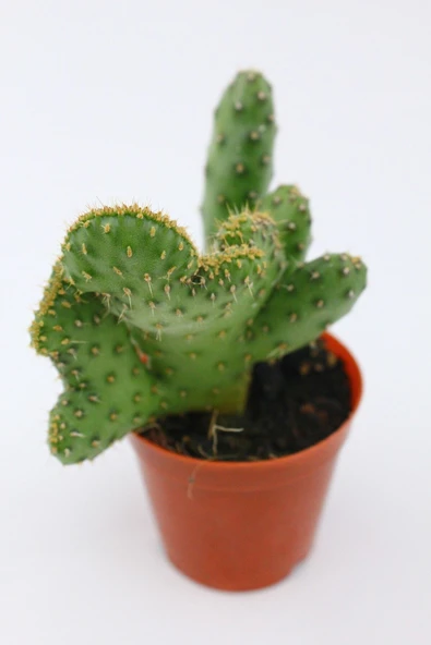 Opuntia Ssp Cristata Kaktüs - Resim 3