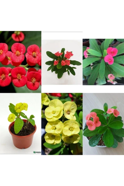 3 Adet Sarı Kırmızı Pembe Dikenler Tacı 5.5 9 Da 7okokk ürün görseli 1