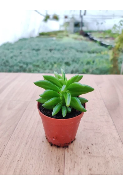 Peperomia Nuvelis ( 5,5 Cm Saksıda ) Nadir Tur Sukuklent - Resim 2