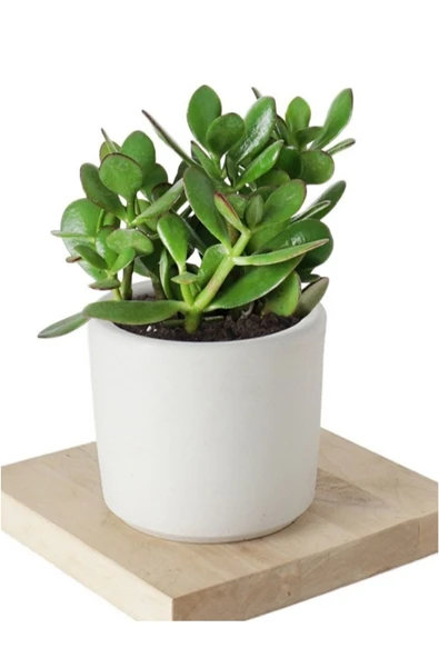 5 Adet Crassula Ovata Şans Para Çiçeği Şık Dekoratif Saksıda - Resim 5