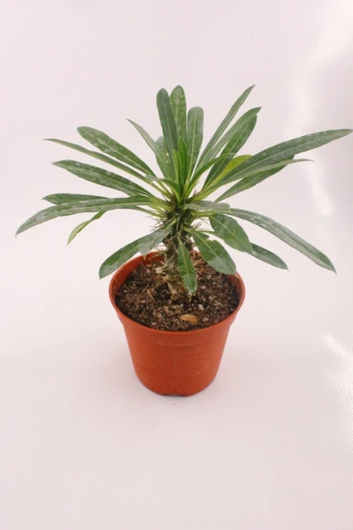 Pachypodium Lamerei Madagaskar Palmiyesi 8.5 cm Saksı ürün görseli 1