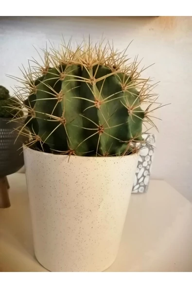 Kaktüs Büyük Boy Seramik Saksıda Çevre Ölçüsü 60cm - Resim 3