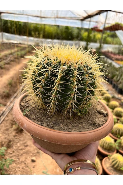 Echinocactus Grusonii 23cm - Resim 3