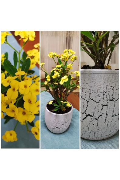 Büyük Beton Saksıda Büyük Sarı Dikenler Tacı ürün görseli 1