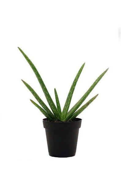 Aloe Vera Şifa Bitkisi 10.5 Saksıda - 2