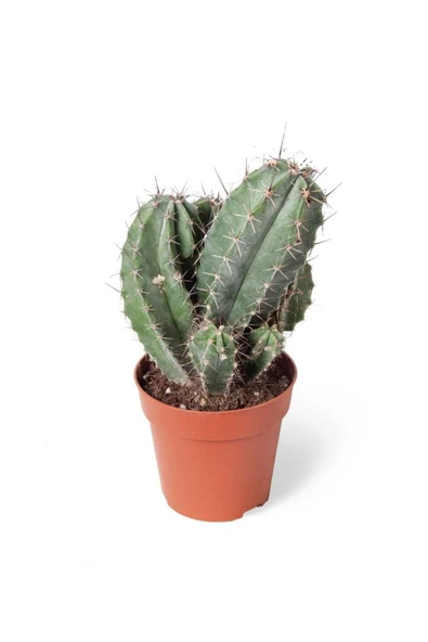 Polascia Chichipe Kaktüs 8,5 cm ürün görseli