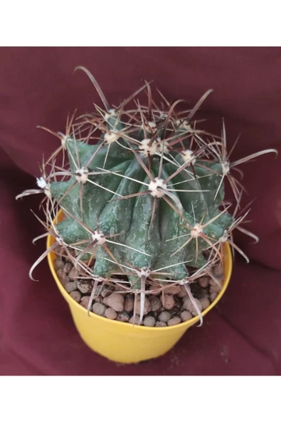 Ferocactus Latispinus-8,5 Cm Saksı-kaktüs-18h/33d ürün görseli