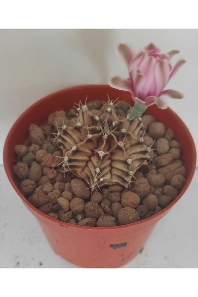 Dörtlü Gymnocalycium Mihanovichii Set - Resim 5