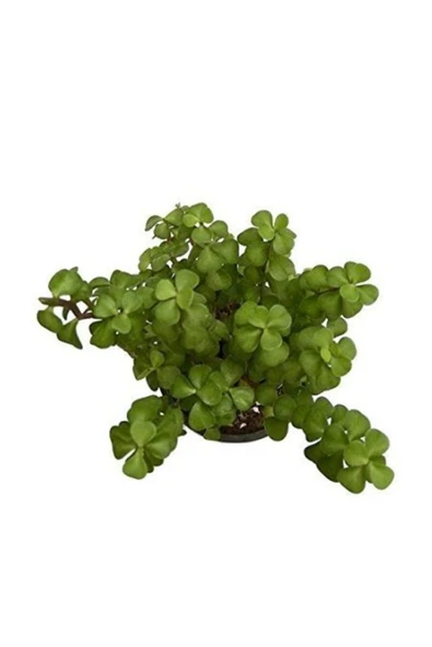 Portulacaria Afra Yayılıcı Yeşim Ağacı, Saksıda ürün görseli 1