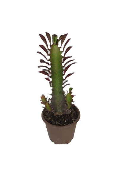 Euphorbia Trigona Rubra Kaktüs Kırmızı Süt Ağacı 10/20 Cm Arası