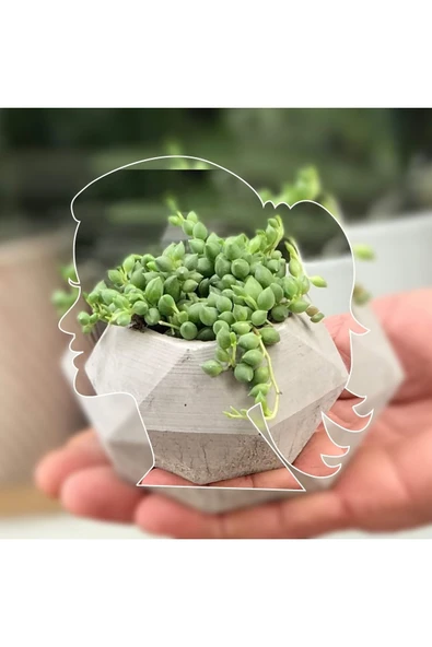 Geometrik Saksıda Tesbih Çiçeği Senecio - Resim 2