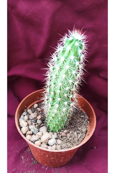 Kaktüs-18g/56-8,5 Cm Saksı