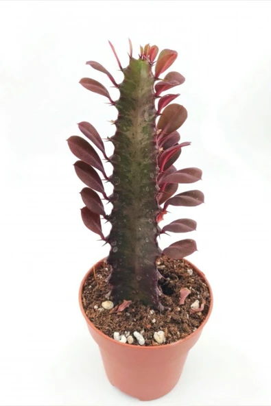 Euphorbia Trigona Red (süt Ağacı) - 8.5 Cm Saksıda