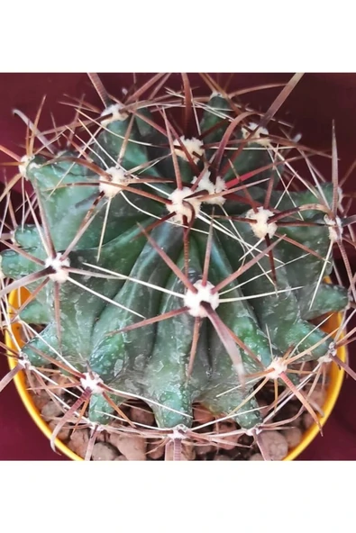 Ferocactus Latispinus-8,5 Cm Saksı-kaktüs-18h/33d - Resim 2
