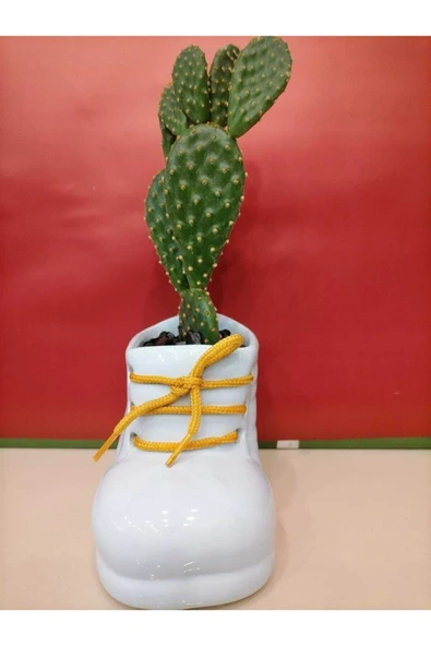 Seramik Buz Mavisi Papuç Saksıda Tavşan Kulağı Kaktüs Skulent - Resim 3