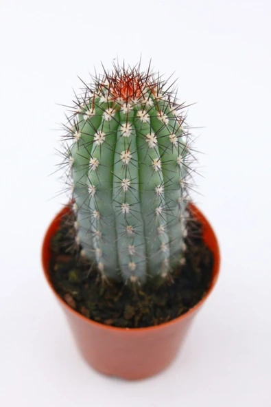 Mavi Sütun Kaktüs - 5.5 Cm Saksı - 2