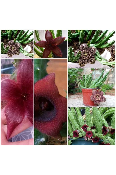 3 Çeşit Leş Kaktüsü 5.5 Saksıda 8282883 ürün görseli