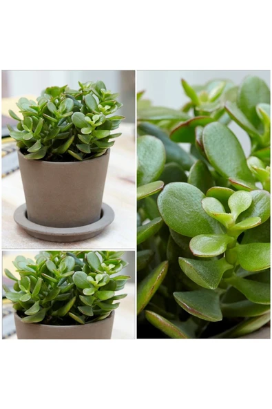 Taş Saksıda Crasula Ovata Şans Para Çiçeği ürün görseli