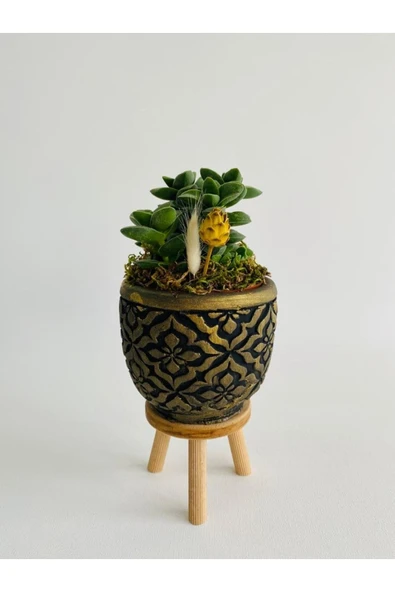 Siyah Mozaik Desenli Ayaklı Beton Saksıda Sukulent (crassula Springtime) Para Çiçeği