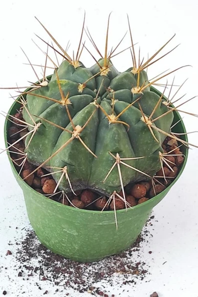 Melocactus-10.5 Cm Saksı-ref19a ürün görseli