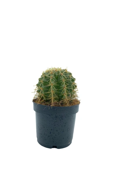 Echinocactus Grusonii Altın Fıçı Kaktüs Çap 12.5