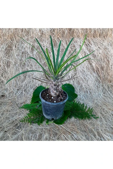 Saksıda Büyük Boy Madagaskar Palmiyesi Kaktüs ürün görseli