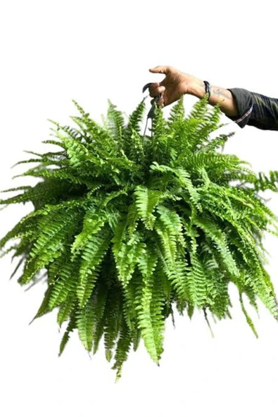 13 Litre Aşk Merdiveni Bitkisi Ekim ve Bakım Torfu - Resim 5