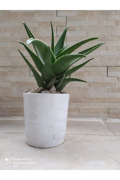 Porselen Saksıda Tıbbi Sarısabır ürün görseli