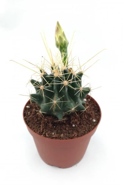 Mammillaria Decipiens Kaktüs 8.5 cm Saksıda ürün görseli 1