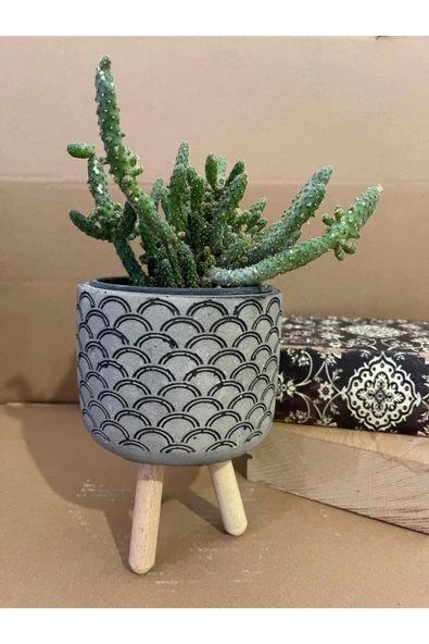Opuntia Monacantha 12*9 Cm Beton Ayaklı Saksıda Radyasyon Emici Kaktüs Iç Mekan Bitkisi ürün görseli 1