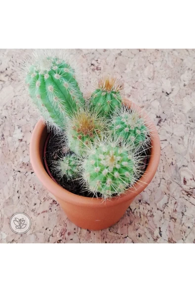 Ithal Seramik Saksıda Parodia Leninghausii Kaktüs - Resim 3