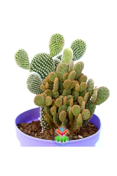 Dev Tavşan Kaktüs Opuntia Microdasys Ve Rufida--bir Saksıda İki Tür Opuntia 14 cm Saksıda ürün görseli