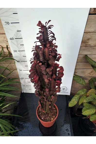 Euphorbia Trigona "rubra" Xl - Resim 2