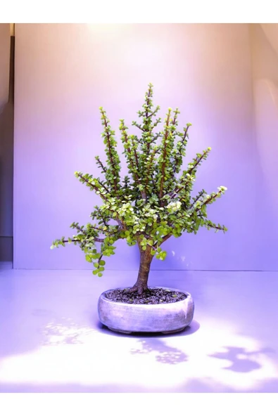 Dekoratif beton saksı bunsay jade plant içindeki Bonsai ile hediye - Resim 2