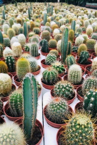 Karışık 3 Lü Kaktüs ürün görseli