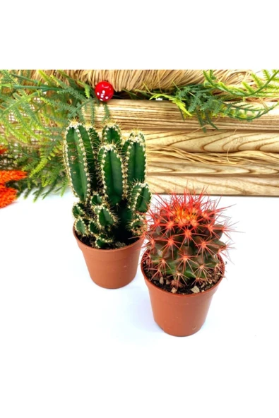 Premium Koleksiyon Serisi Kızıl Kaktüs Ve Mexico Kaktüsü - Resim 4