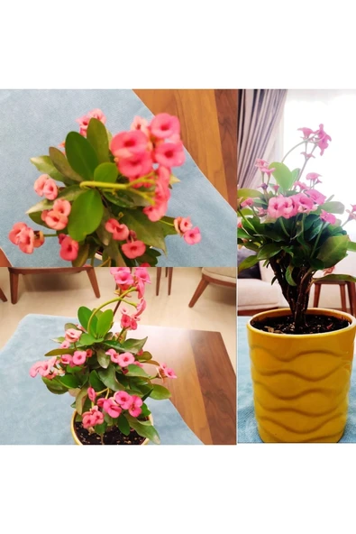 Seramik Saksıda Büyük Pembe Dikenler Tacı ürün görseli