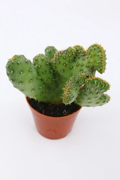 Opuntia Ssp Cristata Kaktüs - Resim 2