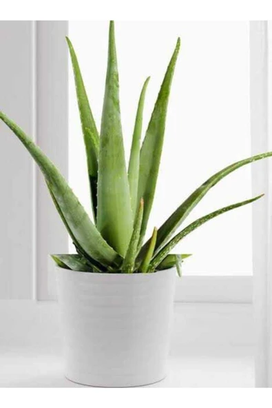 Porselen Saksıda Aloevera ürün görseli