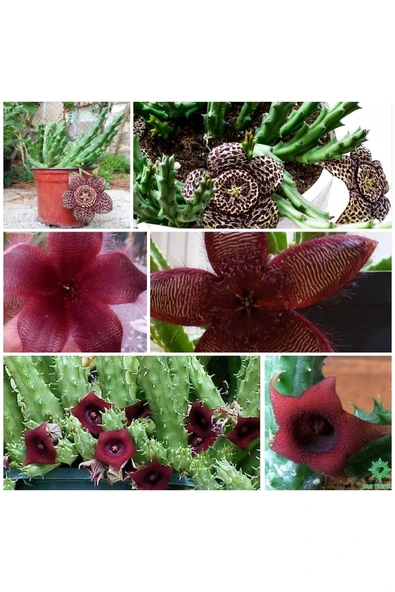 3 Çeşit Leş Kaktüsü 5.5 Saksıda - Resim 2